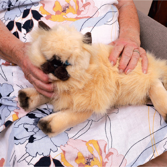 Comfort Pet - Cat - Each