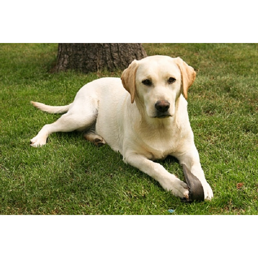 Labrador - 12 Piece Puzzle