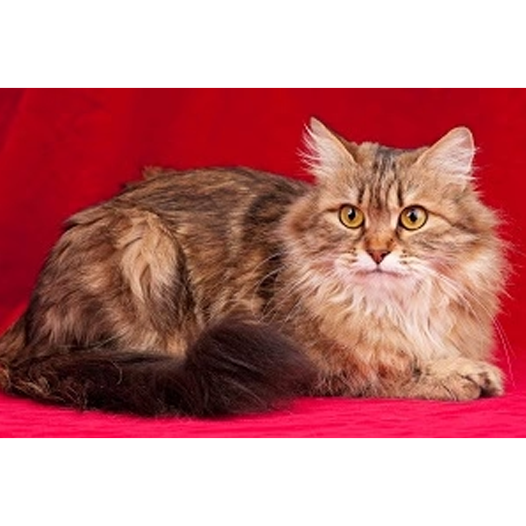 Red Cat - 12 Piece Puzzle
