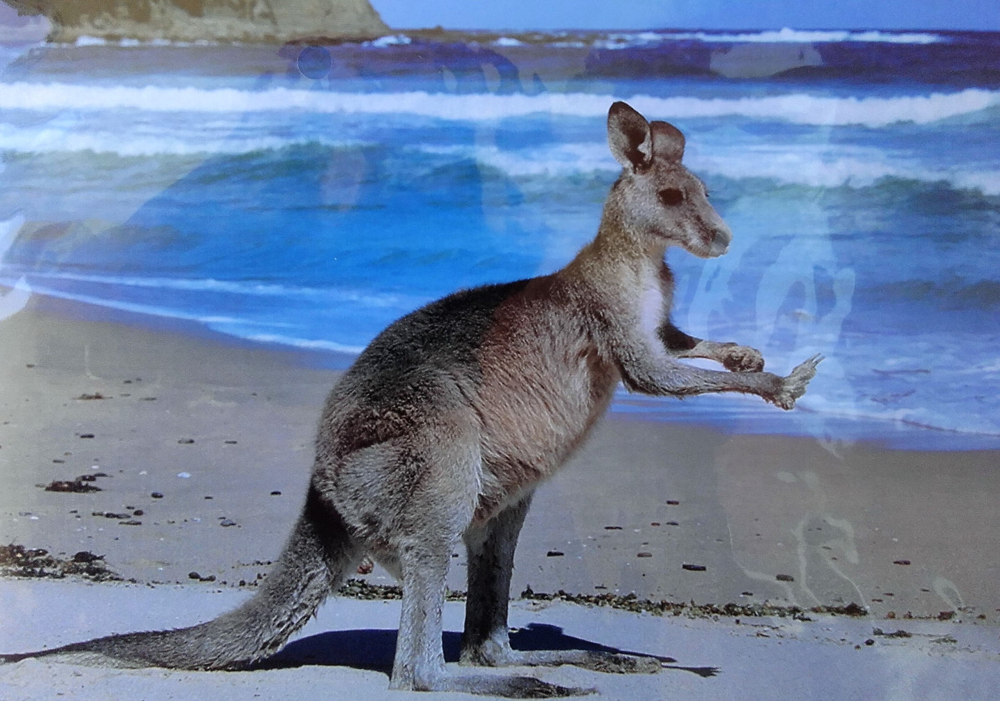Kangaroo - 35 Piece Puzzle