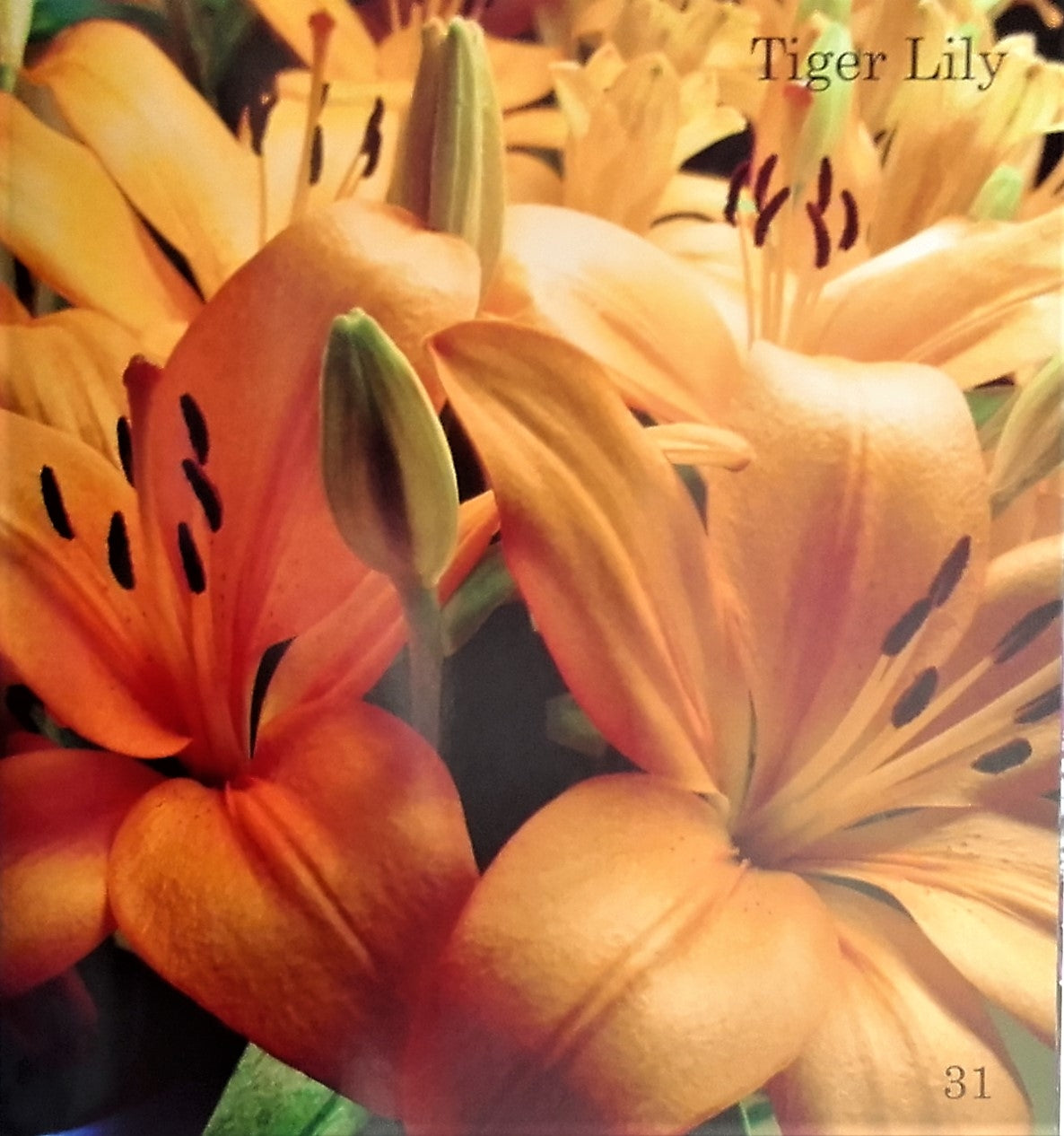 Picture Book - Flowers (Hard Cover)