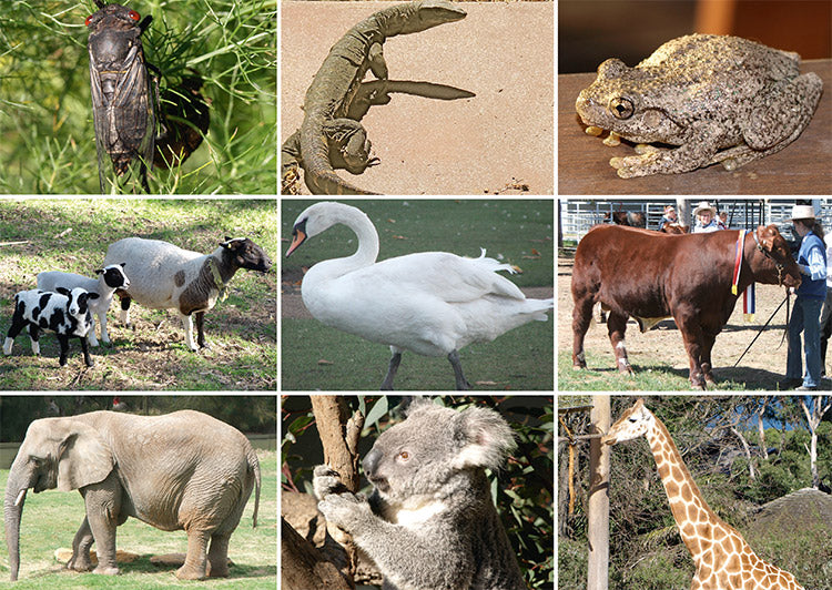 Picture Bingo: Animals