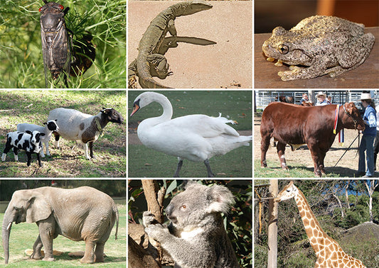 Picture Bingo: Animals