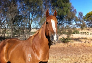 Horse - 12 Piece Puzzle