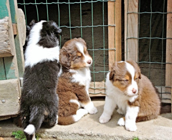 Border Collie Pups - 24 Piece Puzzle