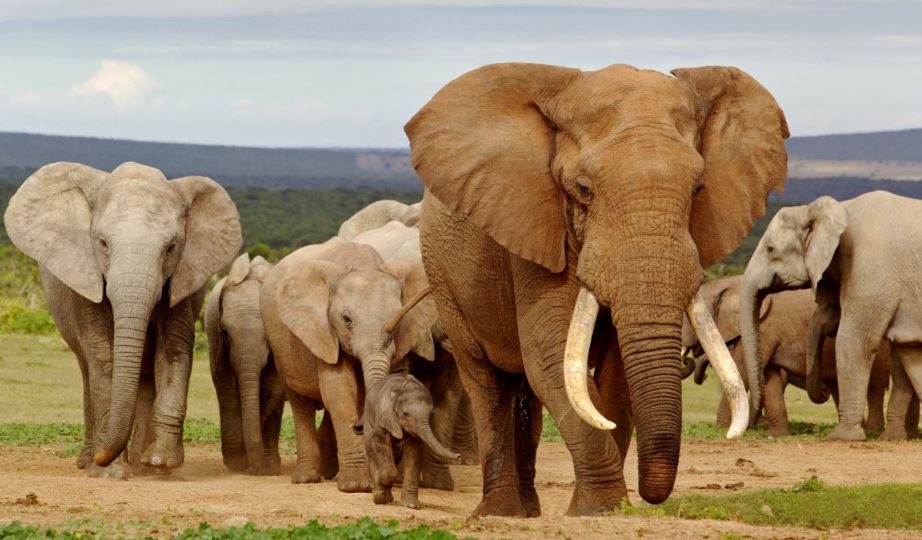 Elephant Herd - 24 Piece Puzzle