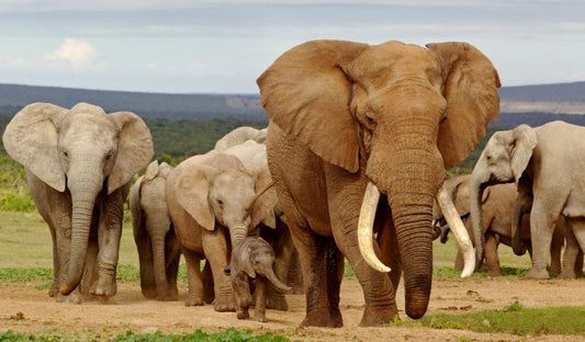 Elephant Herd - 24 Piece Puzzle