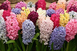 Hyacinths - 12 Piece Puzzle