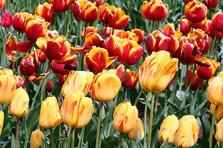 Tulips - 12 Piece Puzzle