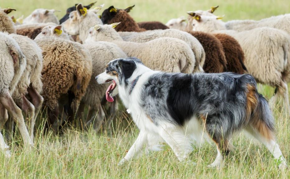 Sheep Dog - 24 Piece Puzzle