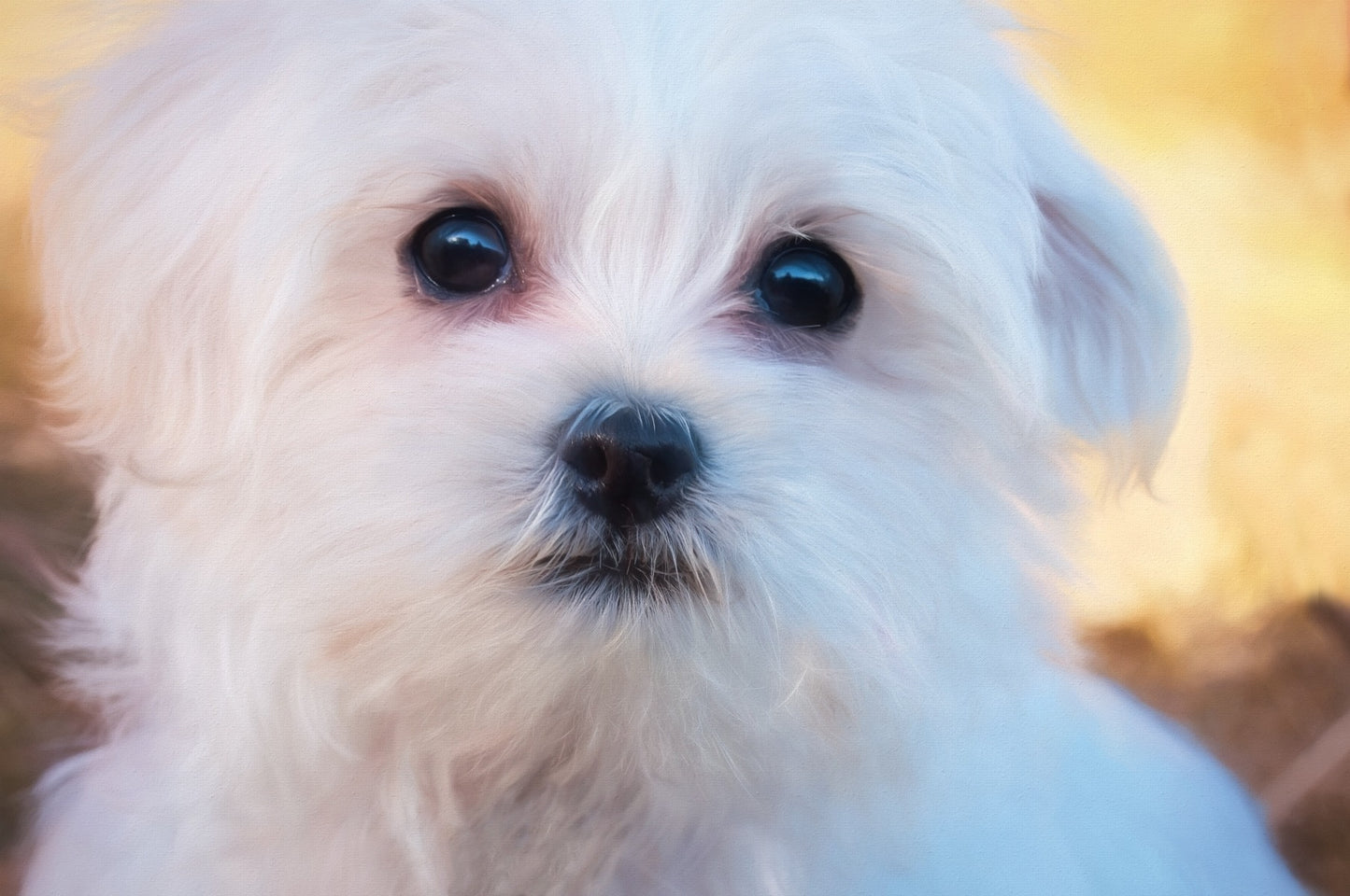 Maltese - 24 Piece Puzzle