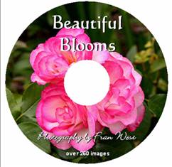 Beautiful Blooms (DVD)