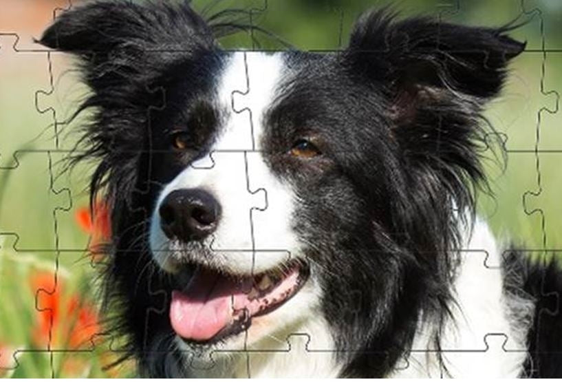 Border Collie - 35 Piece Puzzle