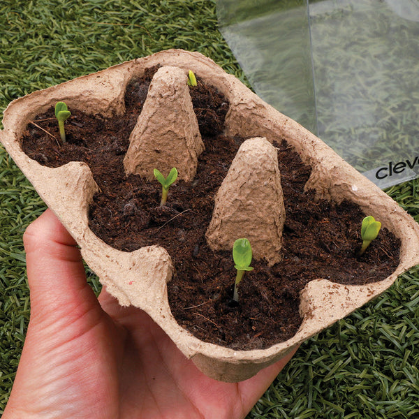 Spring Flower Seedlings
