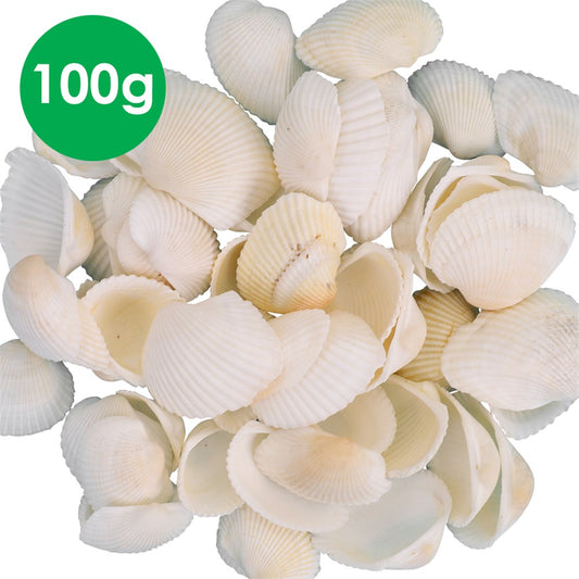 White Clam Shells - 100g Pack