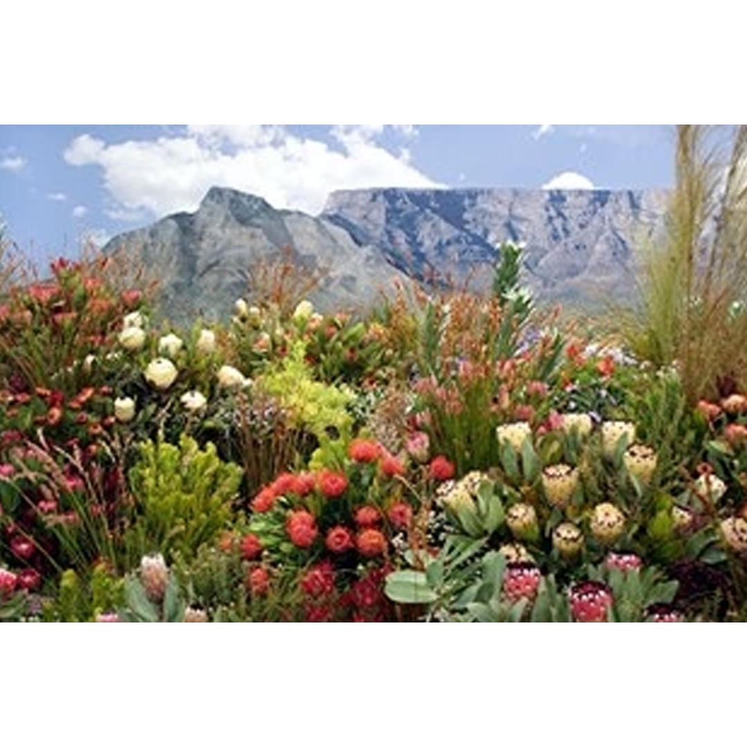 Table Mountain - 12 Piece Puzzle