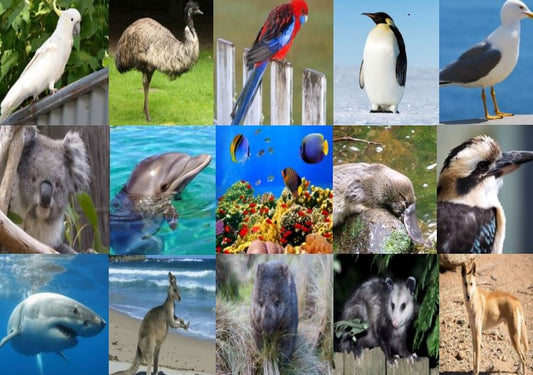 Australian Animal Match