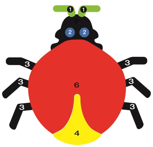 Beetle Game