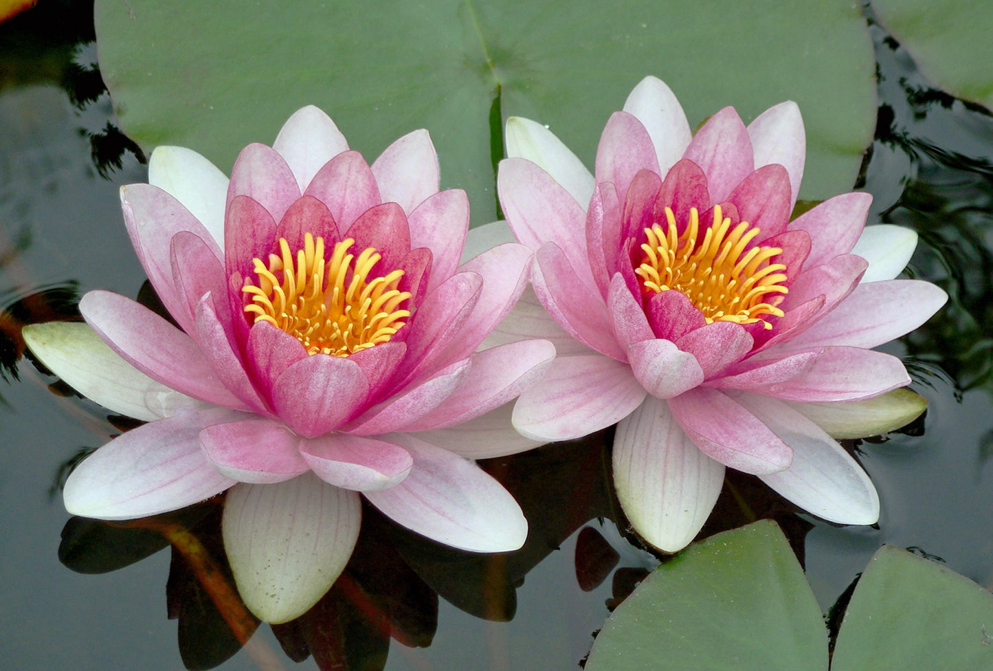 Water Lily - 24 Piece Puzzle