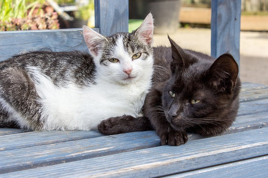 Two Cats - 48 Piece Puzzle